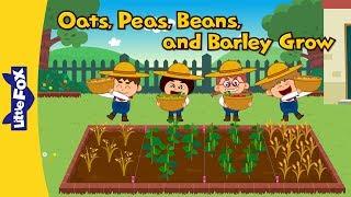 Oats Peas Beans and Barley Grow  Learning Songs  Little Fox  Animated Songs for Kids