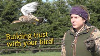 Falconry Basics  Building Trust