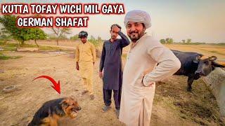 Anjum Saroya Noon Milya Kutta Gift  Dog Gift ٖFrom Fanانجم سرویا کو کتا مل گیا تحفے میں جرمن شیفرڈ