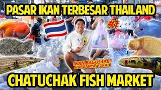 GAK NYANGKA HARGANYA SEMURAH INI GREBEK PASAR IKAN TERBESAR DI THAILAND CHATUCHAK FISH MARKET