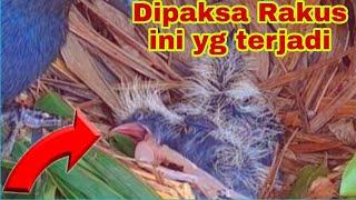 ANAK BURUNG PREDATOR RAKUS INI MAKANANNYA TAK SESUAI UKURAN TUBUHNYA