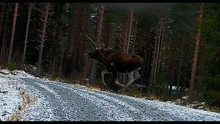 SHOTKAM Highlights 2023  MooseHare and bird Hunting in Finland