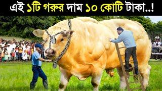 এই কোরবানিতে ১টি গরুর দাম ১০ কোটি টাকা..    কোরবানির সবচেয়ে বড় গরু  Gabtoli gorur haat 2024