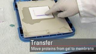 Transfer proteins to the membrane for Western blot analysis