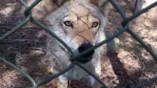 Im playing with wolves at Järvzoo Sweden