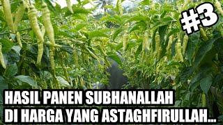 PART 3 TIPS AGAR CABE BERBUAH BANYAK DAN LEBAT CARA MENANAM CABE