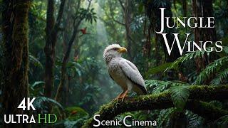 Tropical Forest Birds  Life Of Birds In Rainforest  Scenic Cinema With Birds & Jungle Sounds