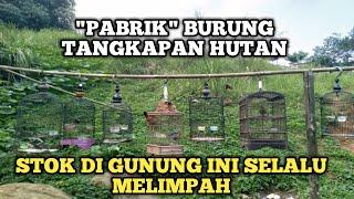 KAMPUNG PEMIKAT DI SINI STOK BURUNG TANGKAPAN HUTAN SELALU MELIMPAH