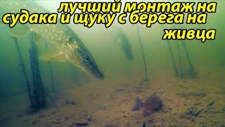 Оснастка для ловли на живца с берега судака и щукирыбалка в ноябре на судак и щукадля рыбалки