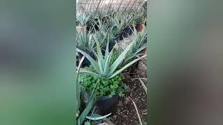 Aloe Vera come  preparare un succo di Aloe con miele e limone