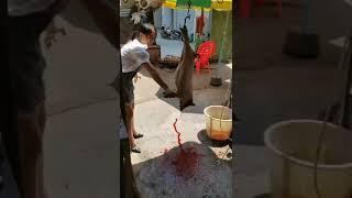 Chinese beautiful girl kill pig