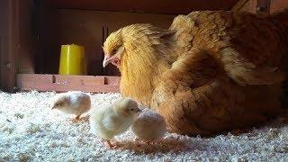 Hatching Day for a Broody Hen