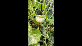 Baby Pumpkins 