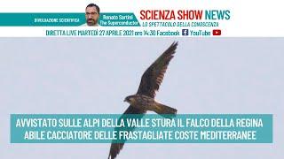 FALCO DELLA REGINA AVVISTATO SULLE ALPI DELLA VALLE STURA