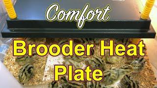 Comfort Brooder Heat Plate - for rearing Coturnix chicks