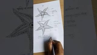 Biology Practical class 12 drawings Starfish  Asterias sp. #shorts #youtubeshorts