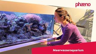 Unser Meerwasseraquarium