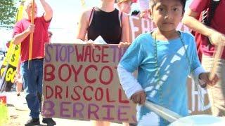 Driscolls Workers Call for Global Boycott over Alleged Abuses at Worlds Biggest Berry Distributor