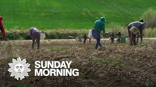 Down on the farm A shortage of agricultural labor