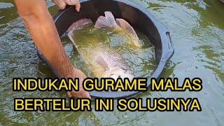 INDUKAN GURAME MALAS BERTELUR INI SOLUSINYA#budidaya #gurame #pertanian