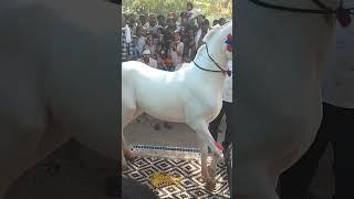 horse   amazing dance video घोड़ी का डांस 