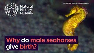 Why do male seahorses give birth?  Surprising Science
