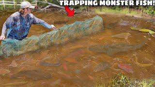 Trapping MONSTER Aquarium Fish in ABANDONED MUD POND