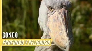 Congo - Profundo y Peligroso  Episodio Completo