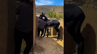 Funniest Donkey Ever Donkey Training the fun way 2112