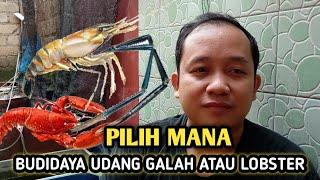 Enak Mana  Budidaya Udang Galah atau Lobster air tawar