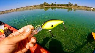 Como Pescar en Aguas Verdes  Señuelos y Técnicas comprobadas