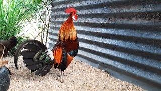 KEREN  TERNAK AYAM HUTAN MERAH ASLI YANG SANGAT GANASS