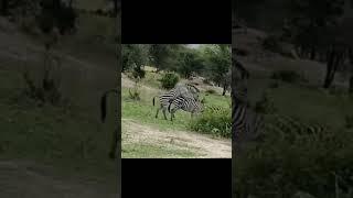 zebra meeting