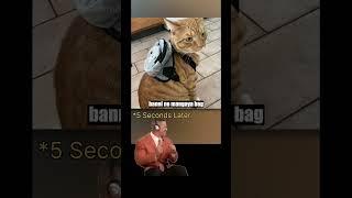 Funny Banni Banna cat meme viral