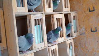 Nest Boxes for Yearlings - New Year New Problems