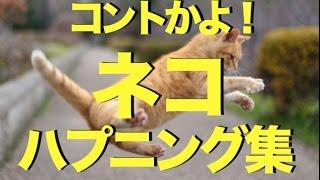 おもしろかわいいネコのハプニング動画集〜コントかよ！