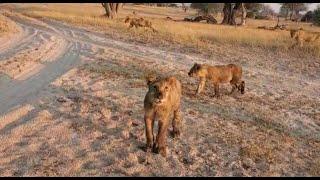The beautiful Ngamo lion pride at sunrise on the Ngamo plains Hwange National Park
