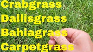 crabgrass dallisgrass bahiagrass carpetgrass identification and control