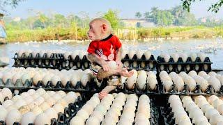 Bibi enlisted helps dad harvest eggs on farm