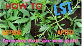 How to train cannabis week 2 veg Skywalker OG LST #ilovegrowingmarijuana #ilgm_official