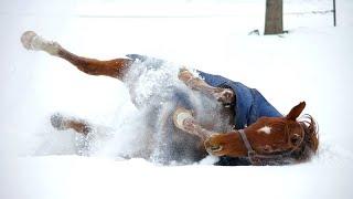 HORSES just HORSING AROUND in SNOW - Super FUNNY