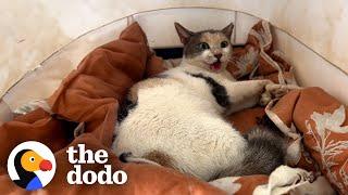 Watch This Stray Cat Who Couldnt Move Defy All The Odds  The Dodo
