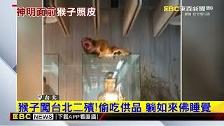 最新》猴子闖台北二殯！偷吃供品 躺如來佛睡覺@newsebc