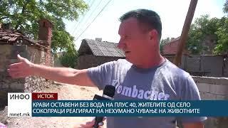 Крави оставени без вода на плус 40 жителите од село Соколраци реагираат на нехумано чување