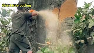 Giant tree cutting in dharan bijaypur nepal