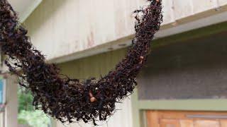 Army Ants Build Bridge to Invade Wasp Nest  ViralHog