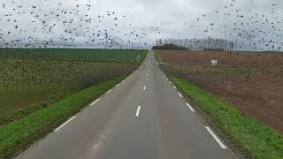 Les oiseaux sur la route. Magnifique