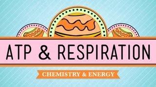 ATP & Respiration Crash Course Biology #7