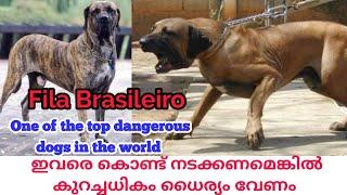 ഇവരെ കണ്ടാൽ തന്നെ ആരും ഒന്ന് പേടിക്കുംFila Brasileiro DogsBrazilian MastiffDog sale Kerala