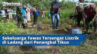 Satu Keluarga Tewas tersengat listrik dari penangkal hama tikus di ladang